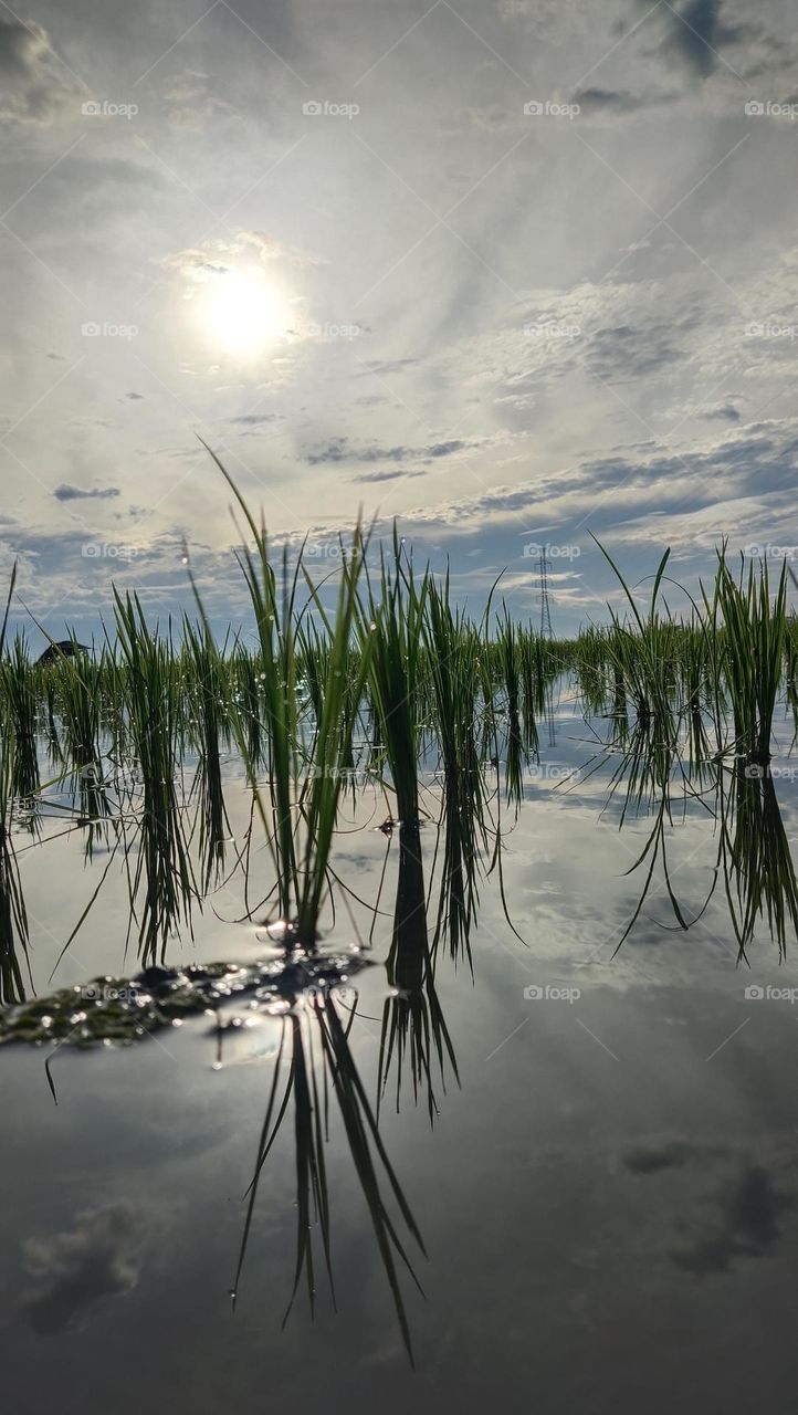 cahaya bagus matahari