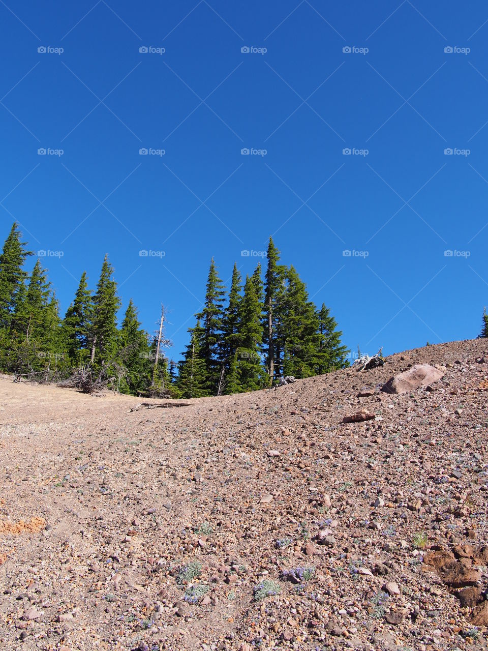 Bright green fir trees at the top of a rocky red hill on a sunny summer morning with clear blue skies at Crater Lake National Park in Southern Oregon.