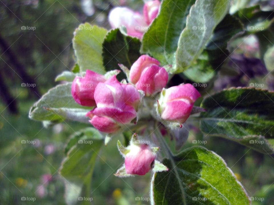 Leaf, Nature, Flora, Flower, Garden