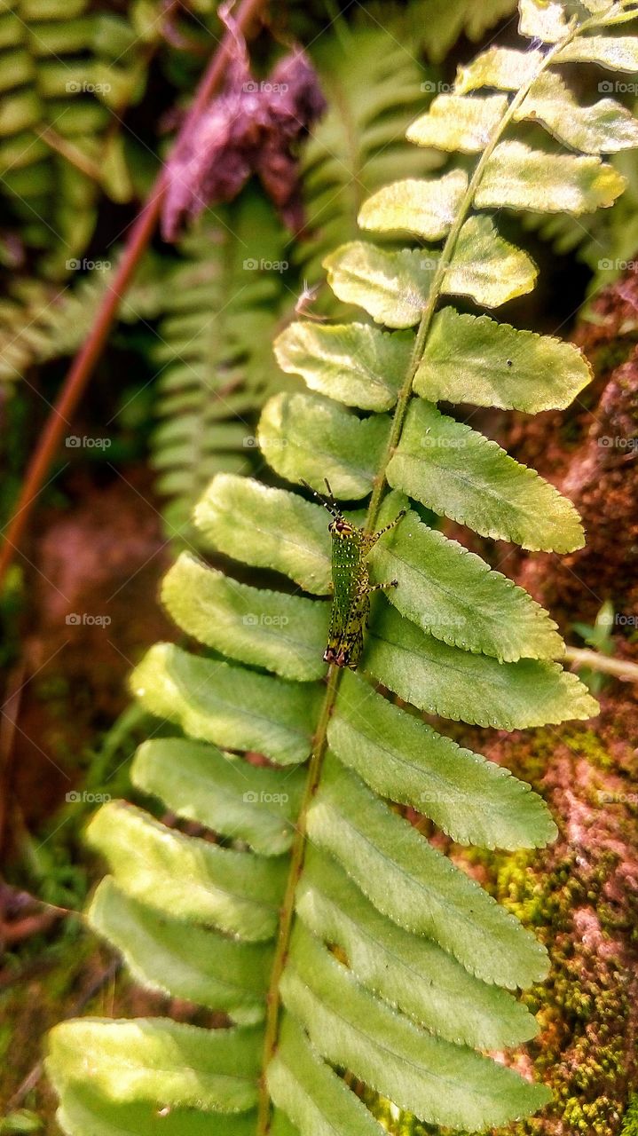 fern inhabitants caught on camera