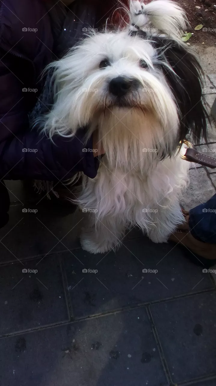 Dog
