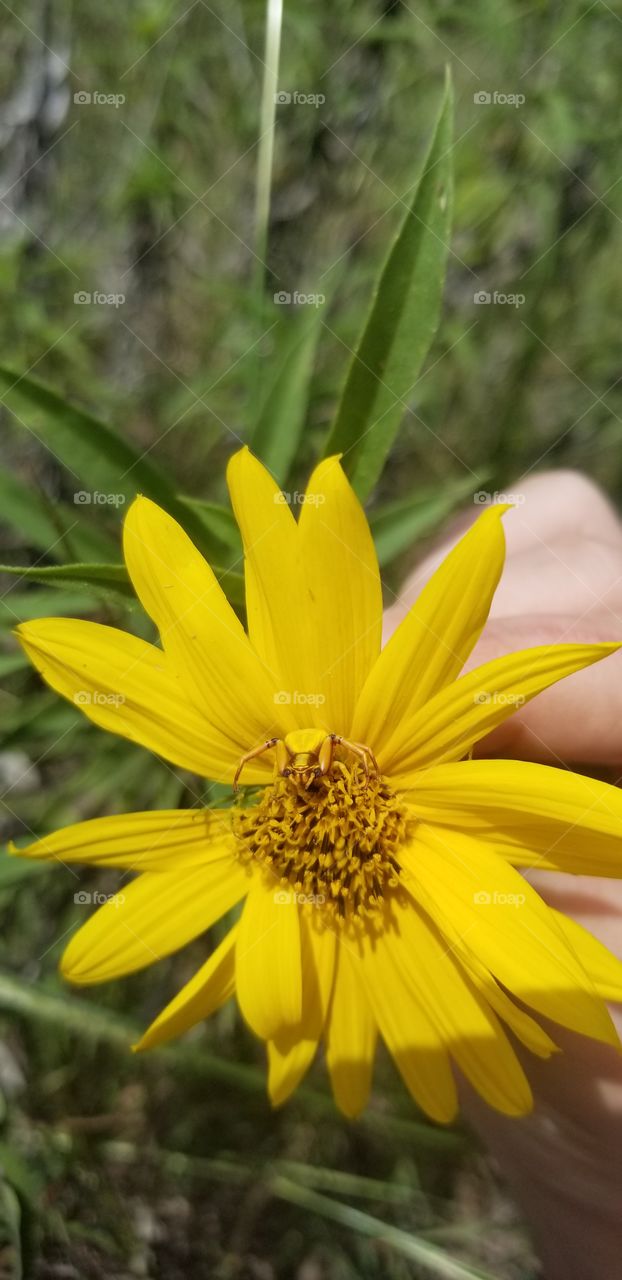 A crab spider (Misumenoides sp, likely m. formosipes) on a Maximilian sunflower (Helianthus maximiliani). These spiders can change from white to yellow to blend in with the plant they live on.