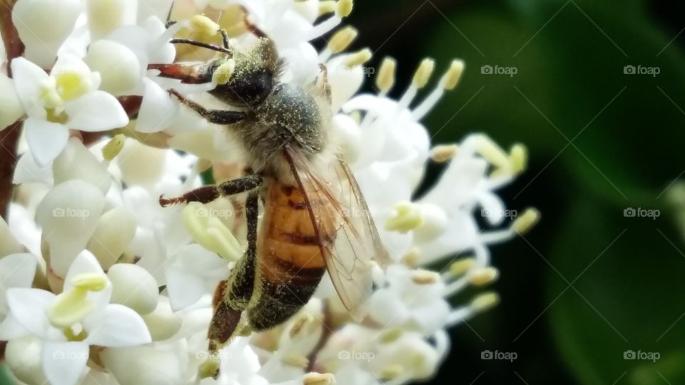 Perfection of nature, the bee.