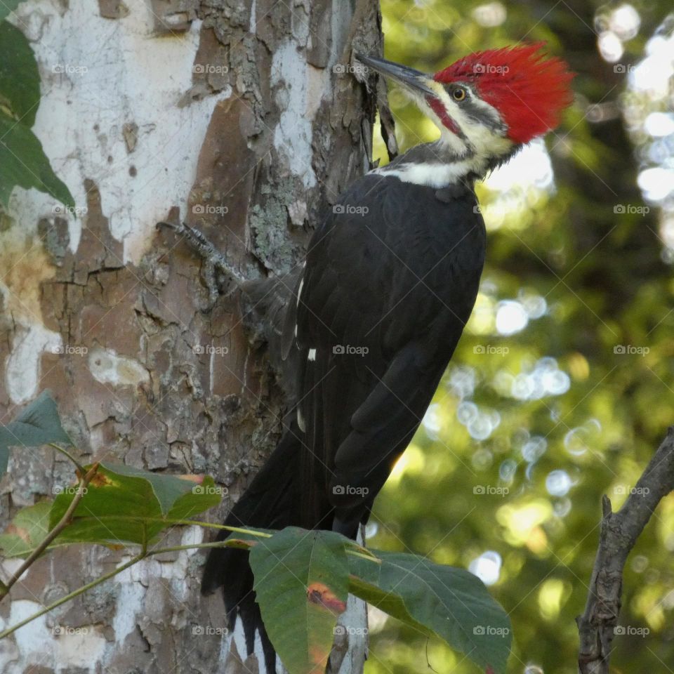 pileated woodpecker