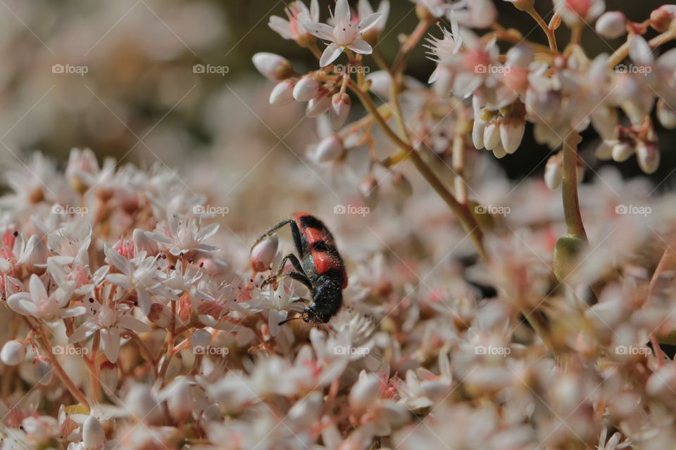 Insect on flower