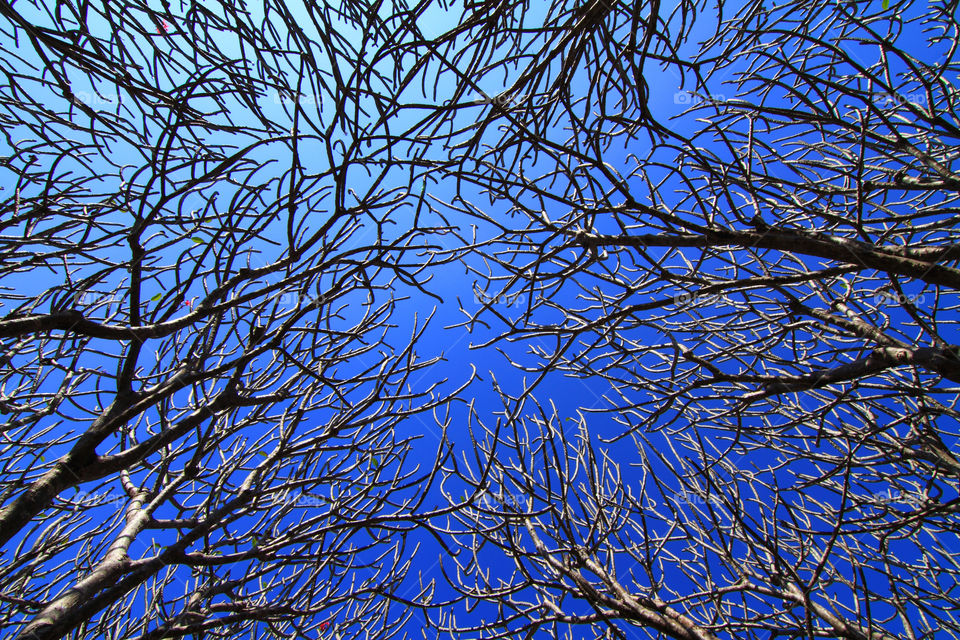 Branch on the sky. branch and blue sky on background