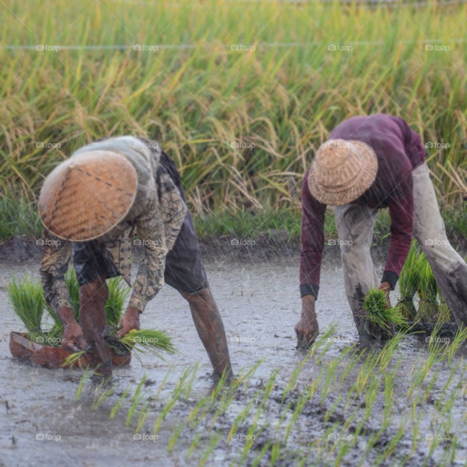 Rainy rice planting