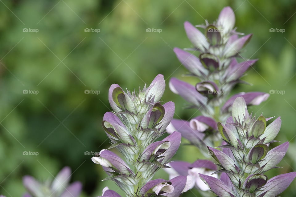 Summer flowers in a park in Antwerp, Belgium.
