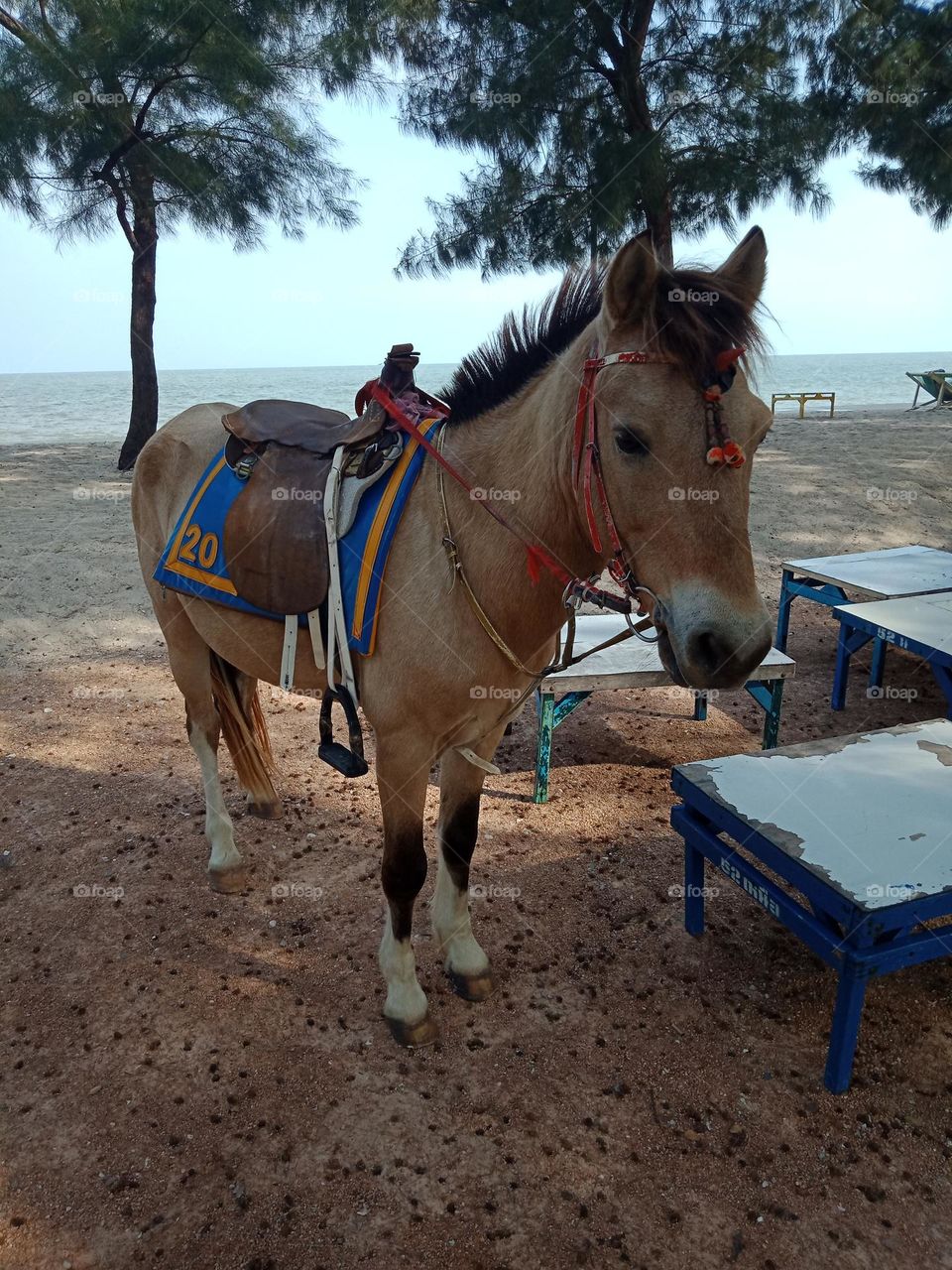 Beach horse