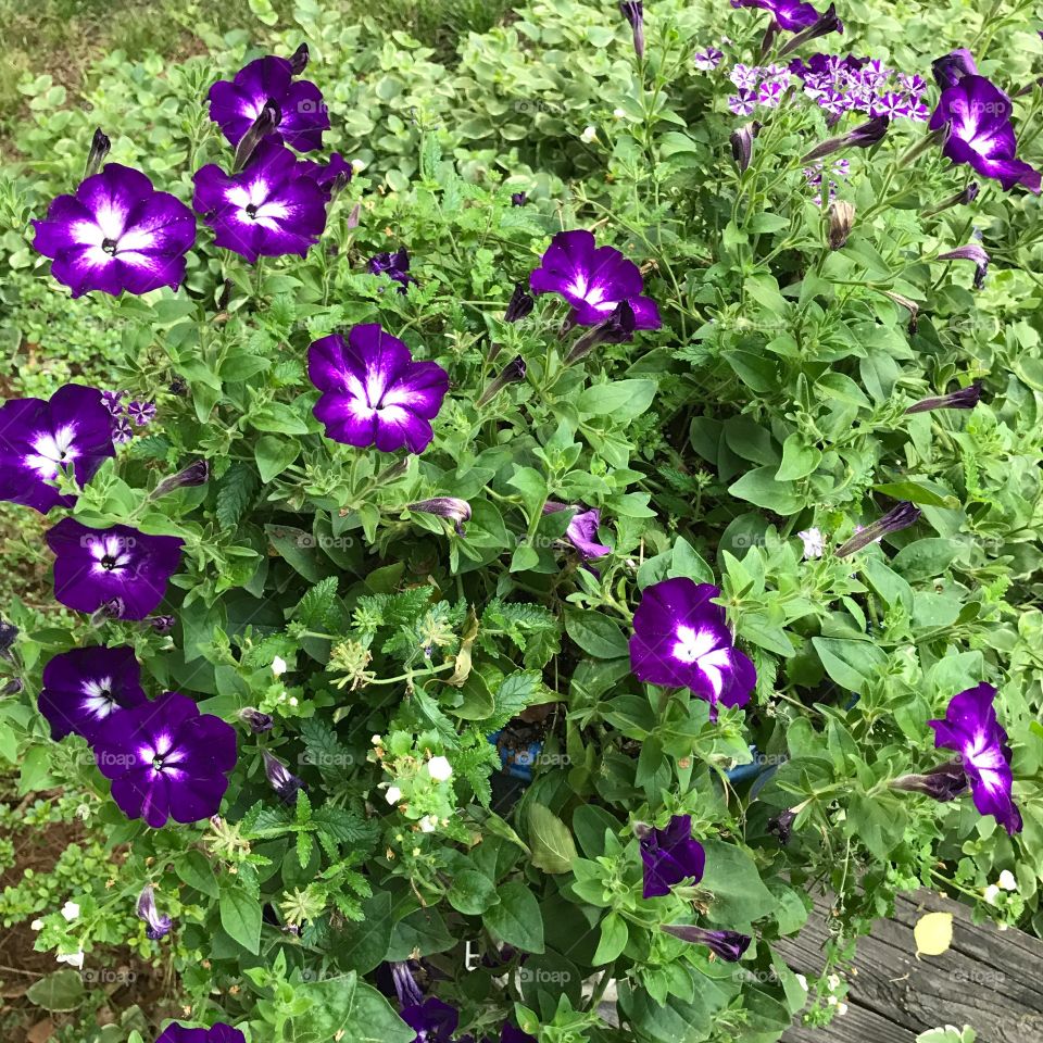 Some beautiful flowers growing at my grandmother's house.