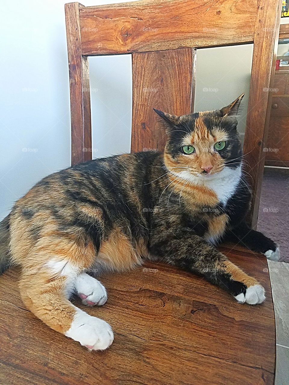 calico cat sitting on a barstool