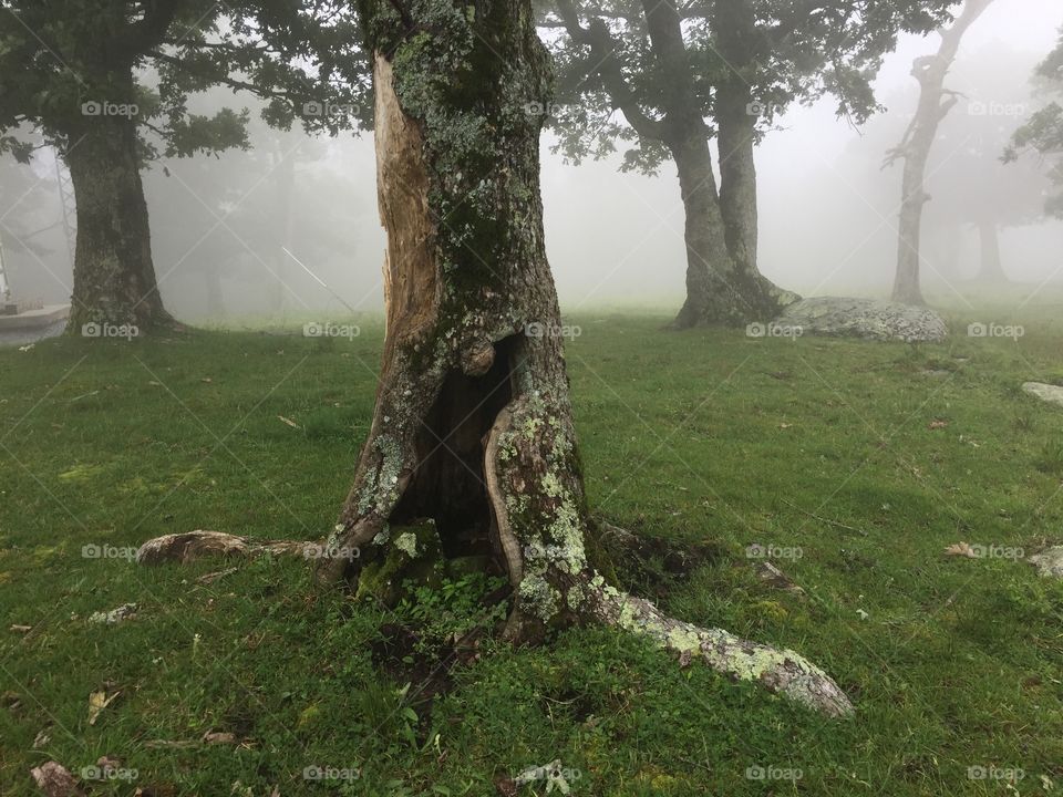 Gnarled tree with  hole in the trunk.