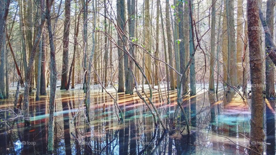 Mystic Forest. The Cedar swamp by my school flooded, creating a stagnant pool of water. The water developed a white film which reflected colors to form a rainbow effect. 