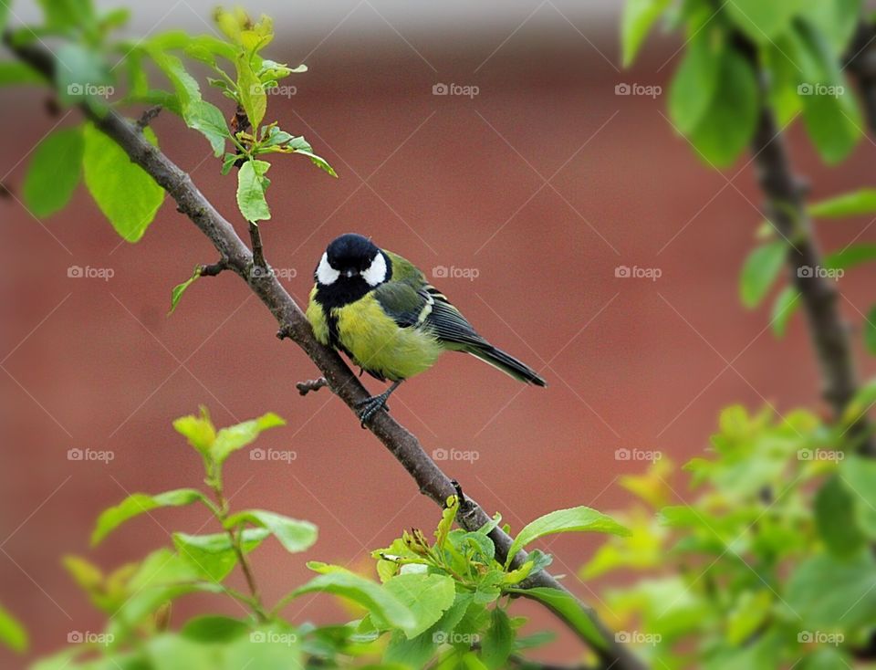 Great tit perched in tree