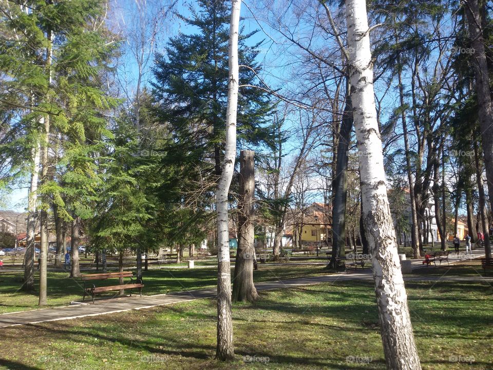 forest in the park