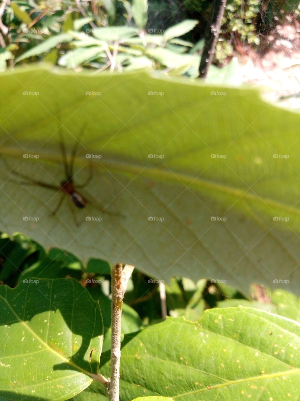 Spider under the leaf