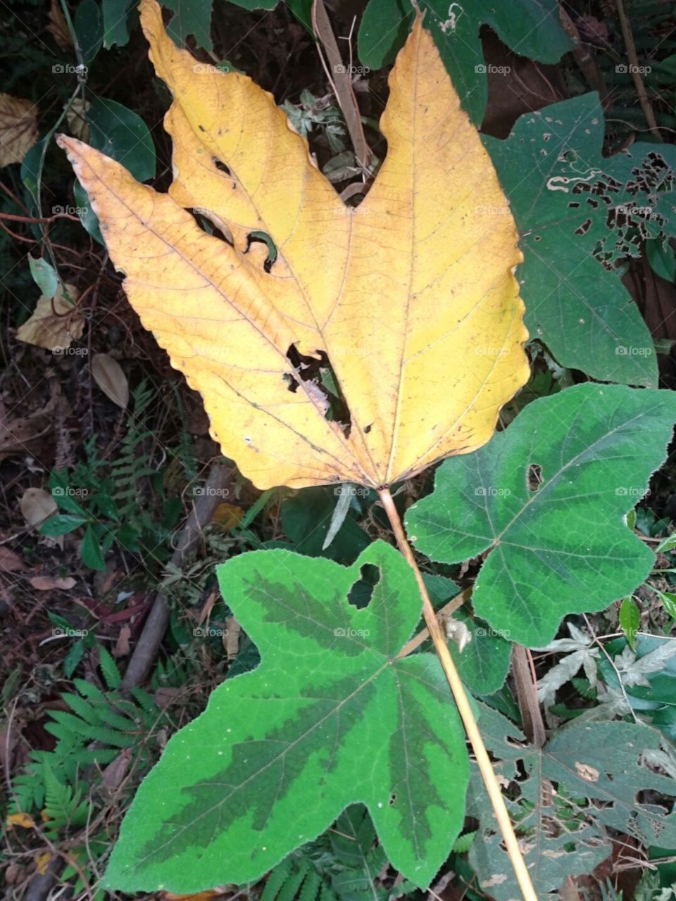 Fallen leaf