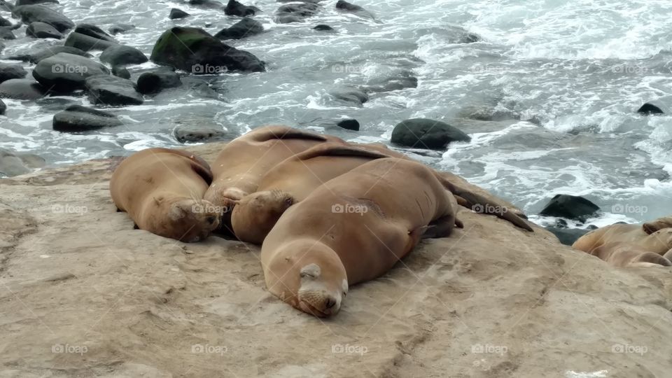 Sleeping Sea Lions