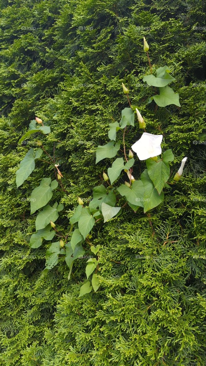 morning glories and every greens.