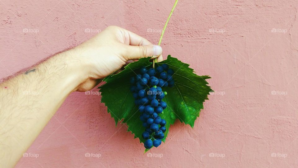 Man's hand holds a bunch of grapes