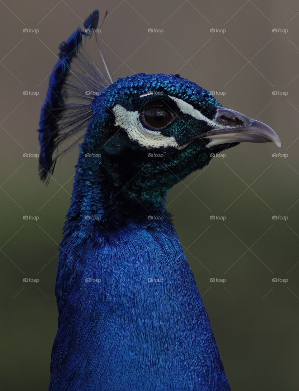 Close up macro peacock