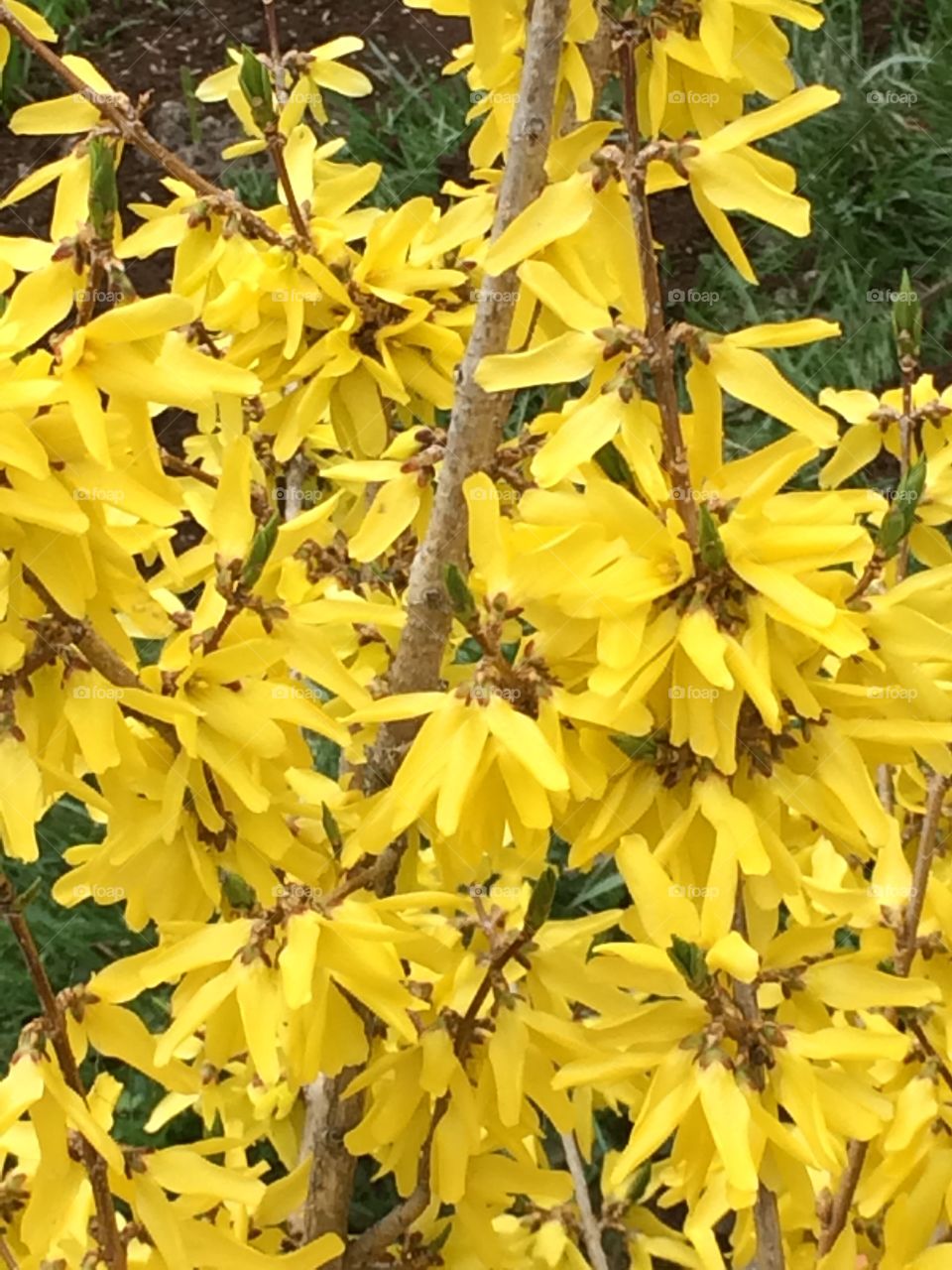 Spring is here. Yellow life