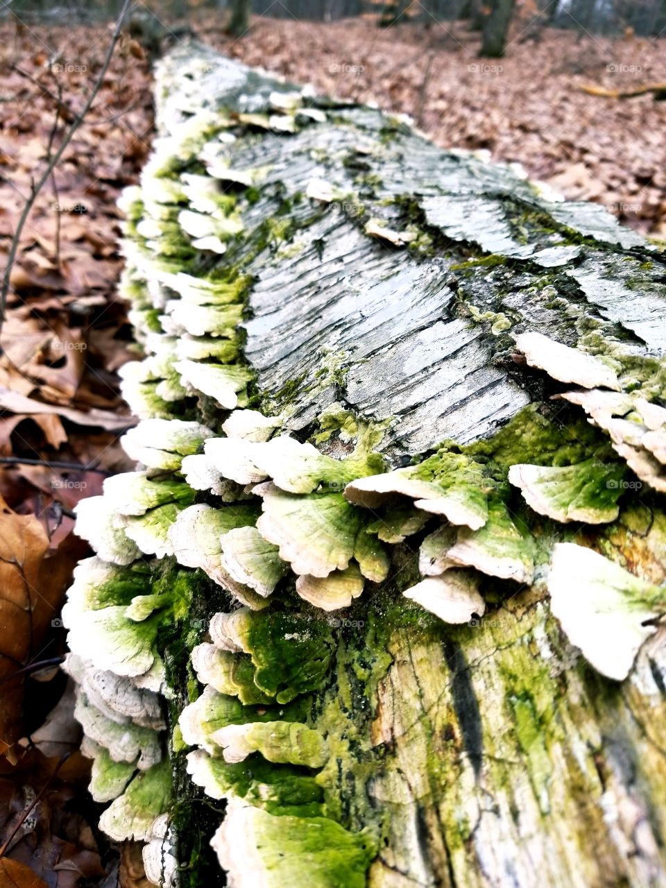 Mushrooms on a log