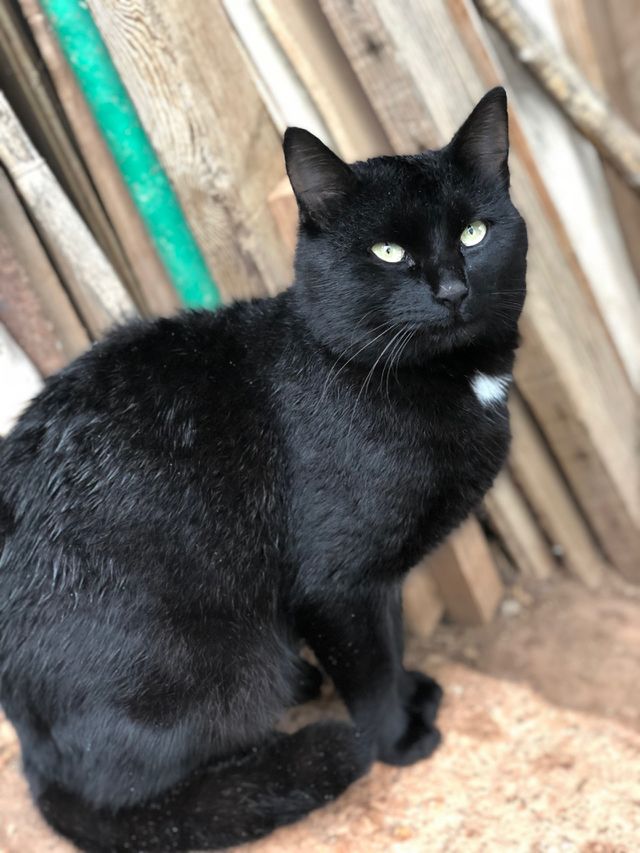 Cat Tizón 