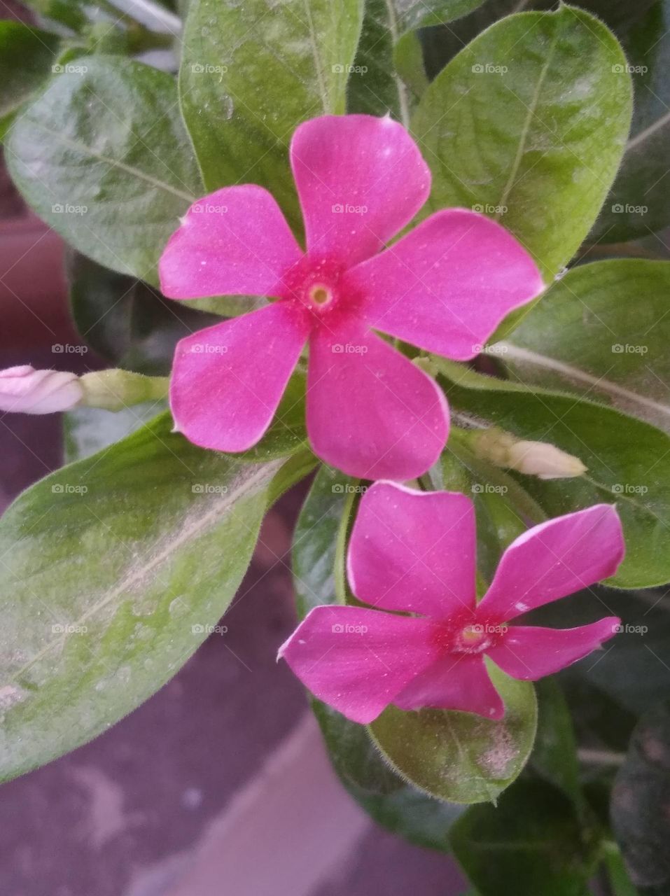 periwinkle pink flower fresh seasonal looking very beautiful generally found everywhere fresh seasonal