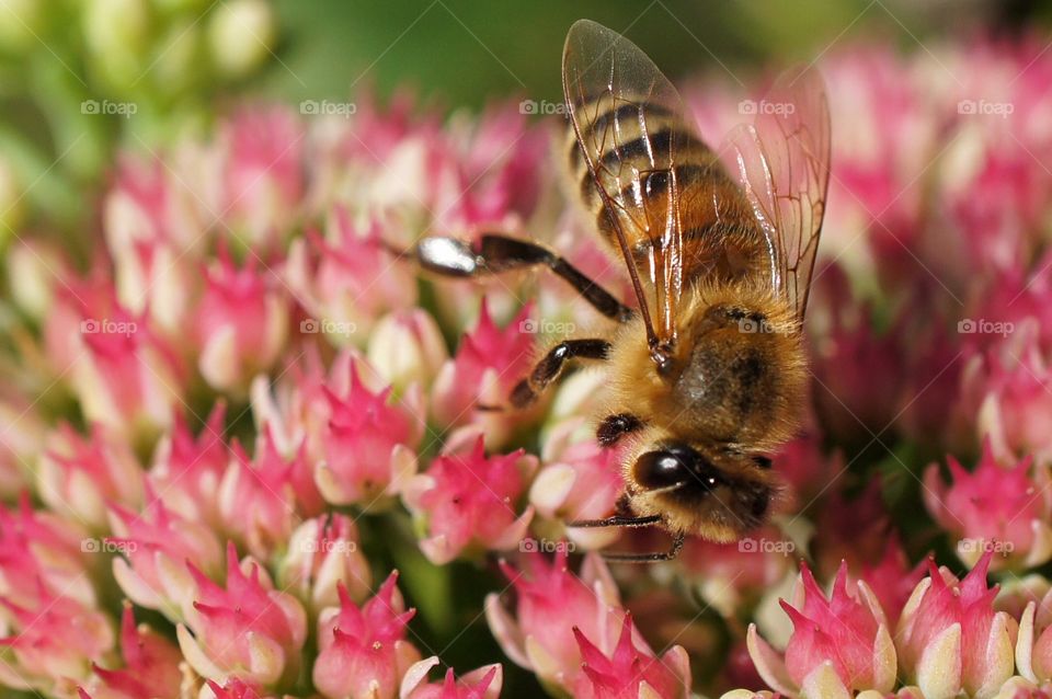 Honey bee on flower