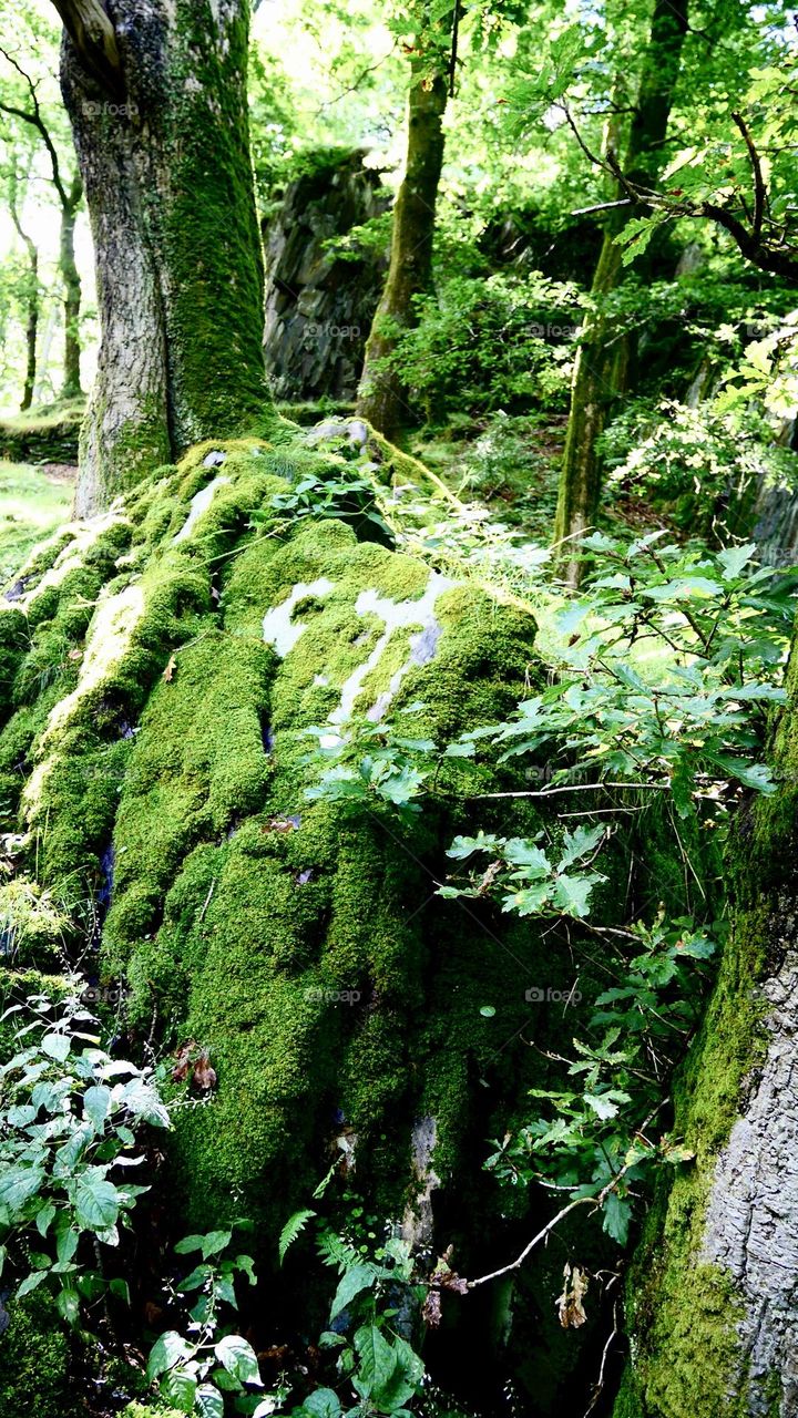 Green moss in green forest