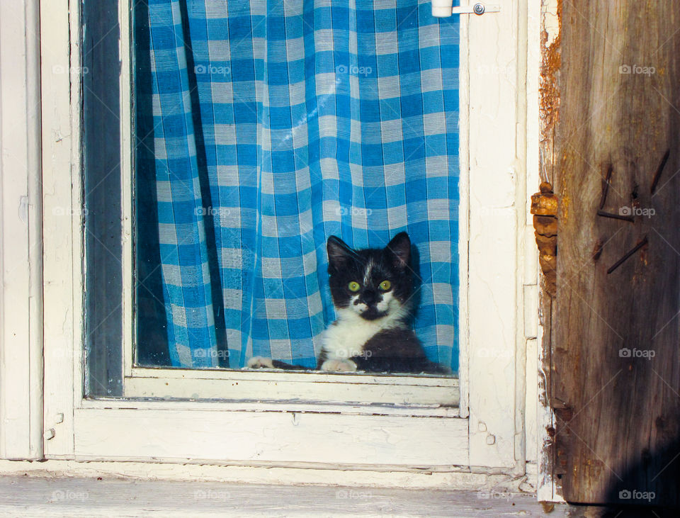 little kitten is looking trough window