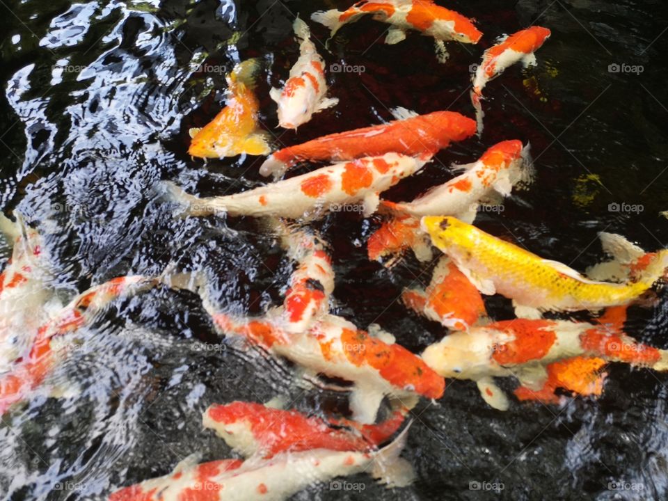 Fancy​ carp​ koi fish​
