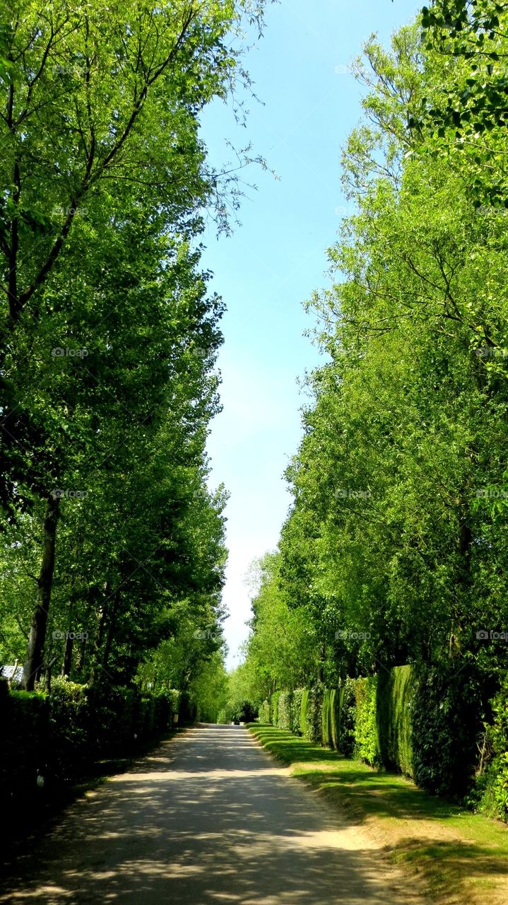 Green alley