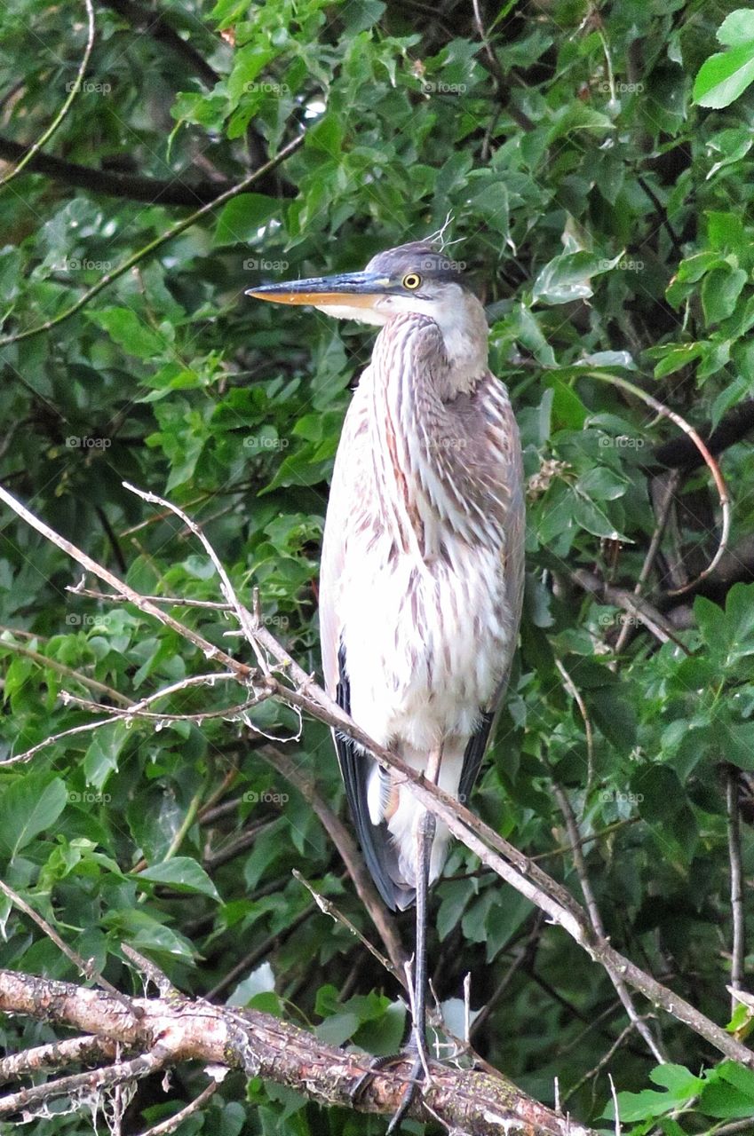 Heron Boucherville Québec 