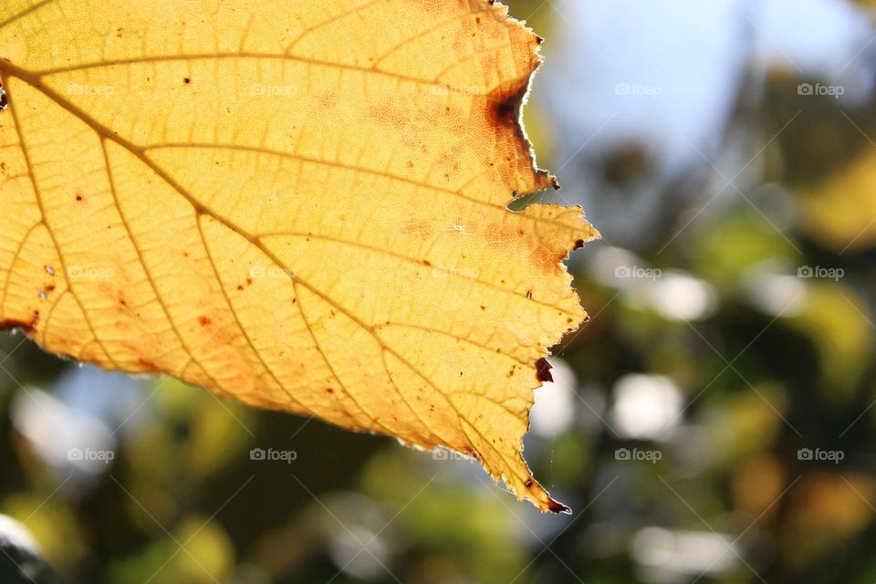 Autumn vibes 🤎🍁💛