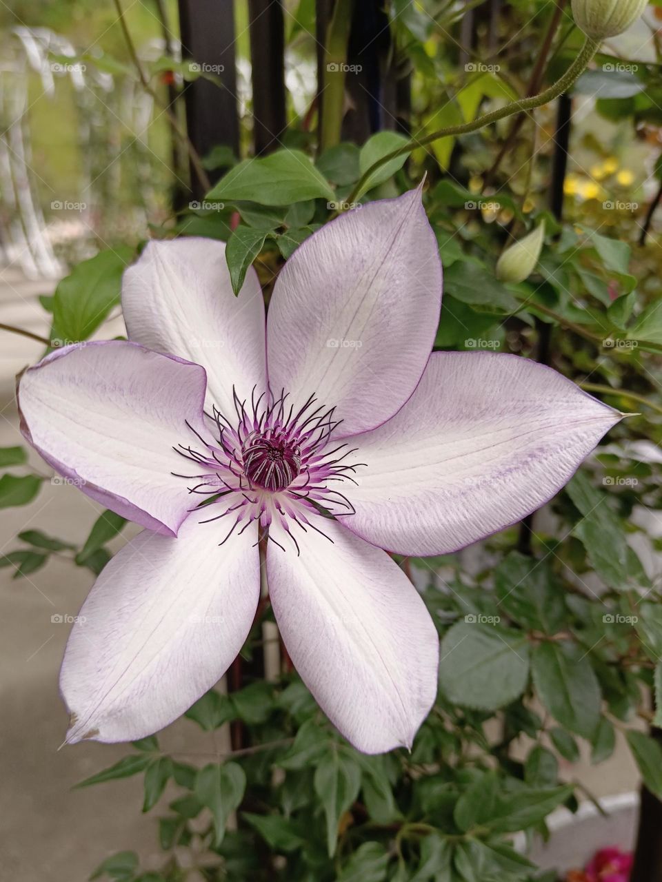 The Clematis