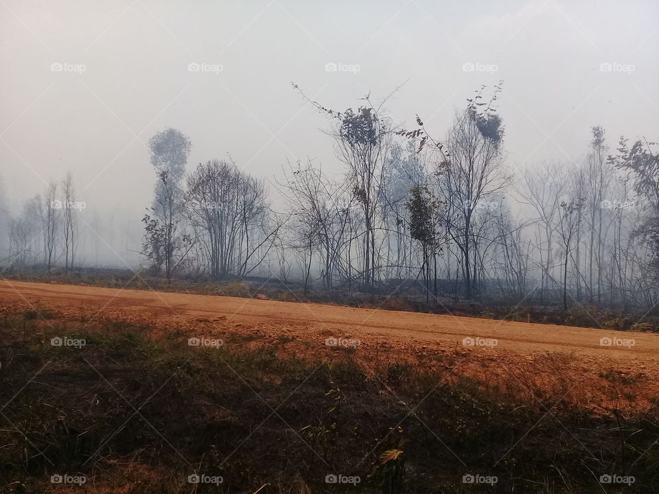 fog forest