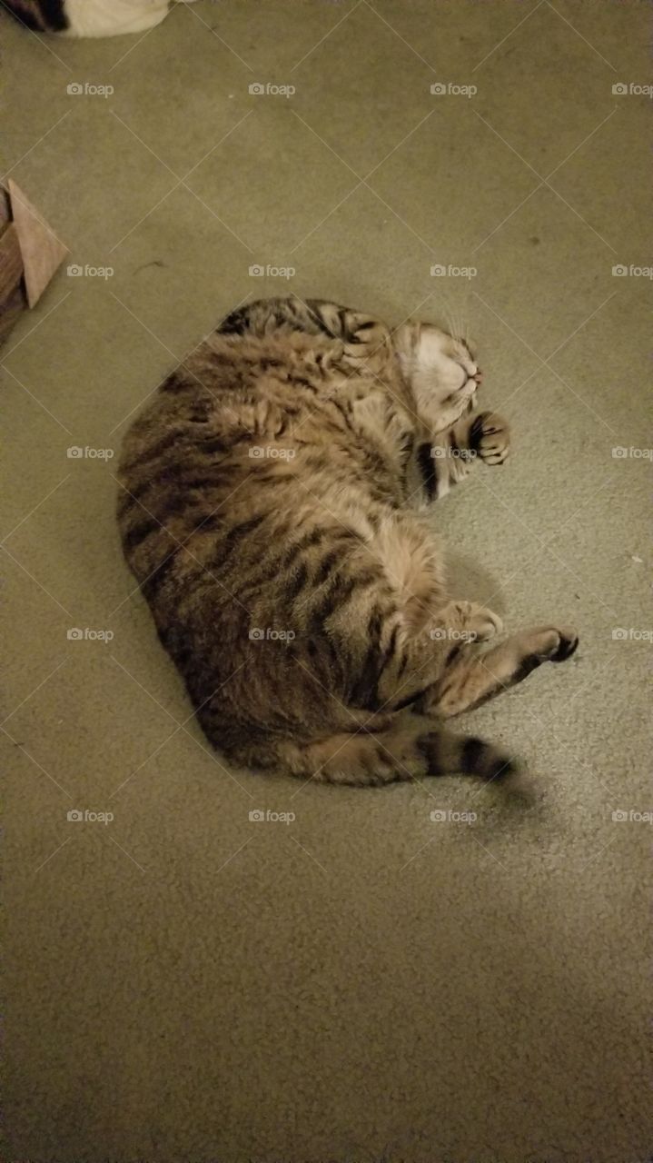 Cat, Mammal, Pet, Animal, Kitten