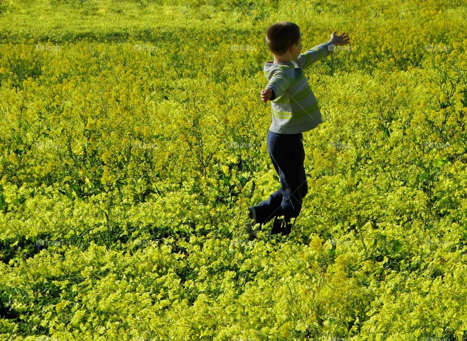 Boy Frolicking In Yellow Wildflowers
