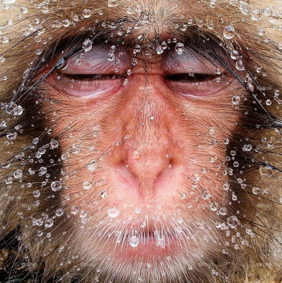 monkey face with water drop