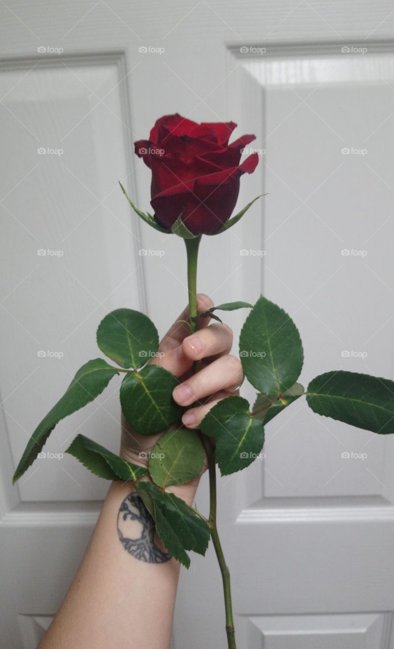 Roses are red violets are blue