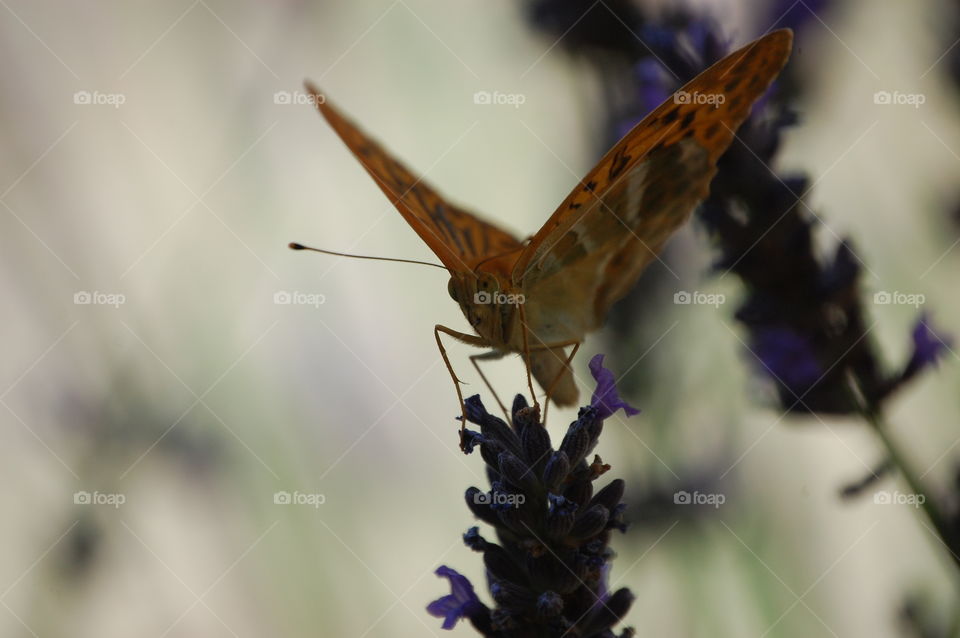 Butterfly on lavender