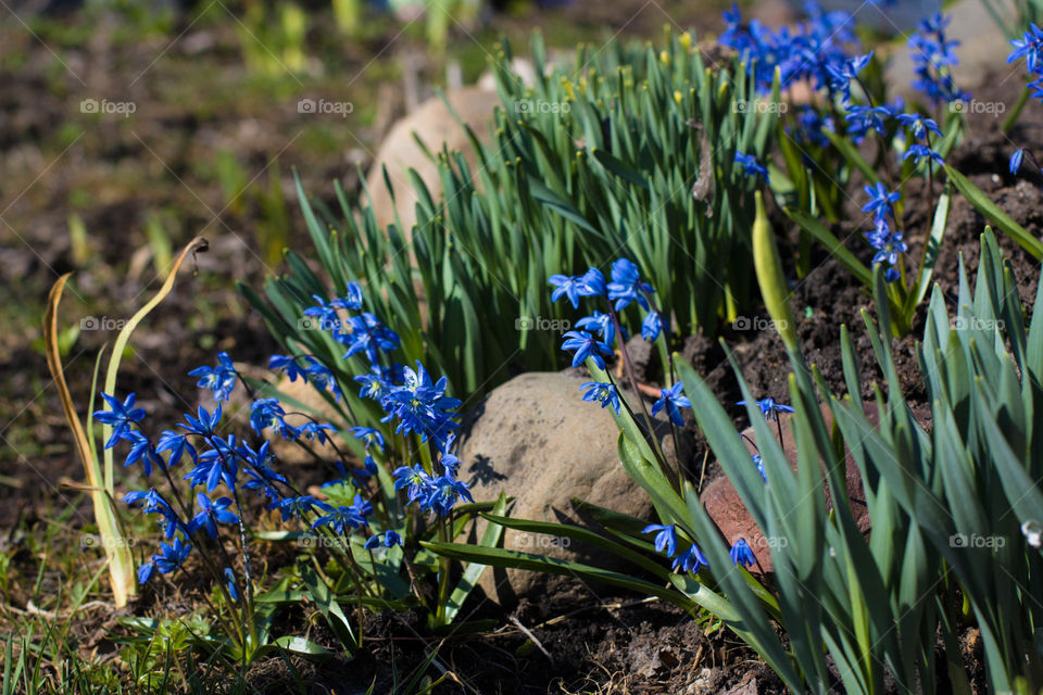 first flowers appear on the plot