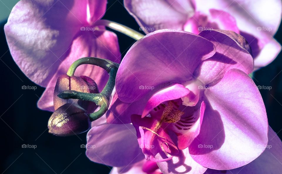 The beauty of Orchid