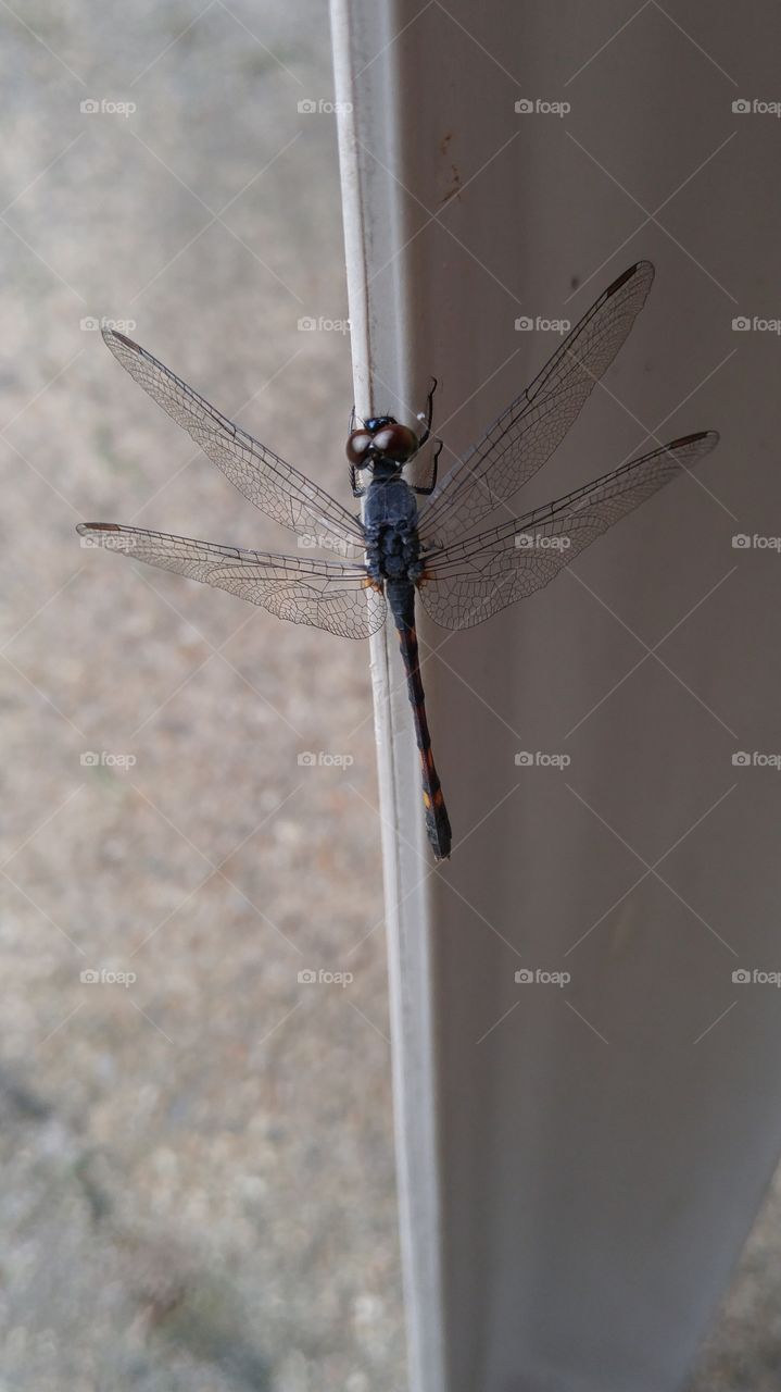 Dragon fly