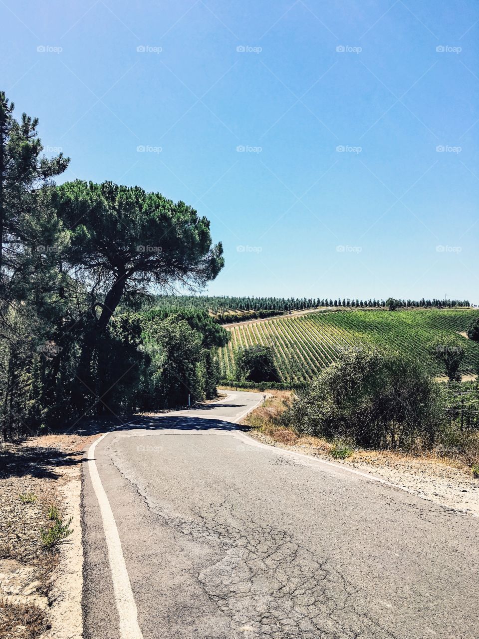 Winding road leading towards fields