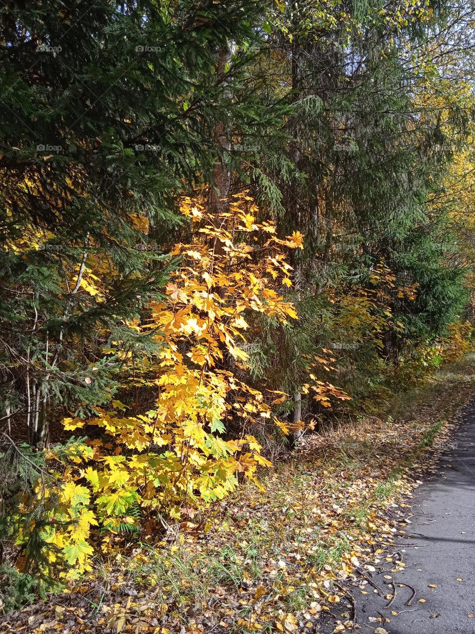 autumn landscape