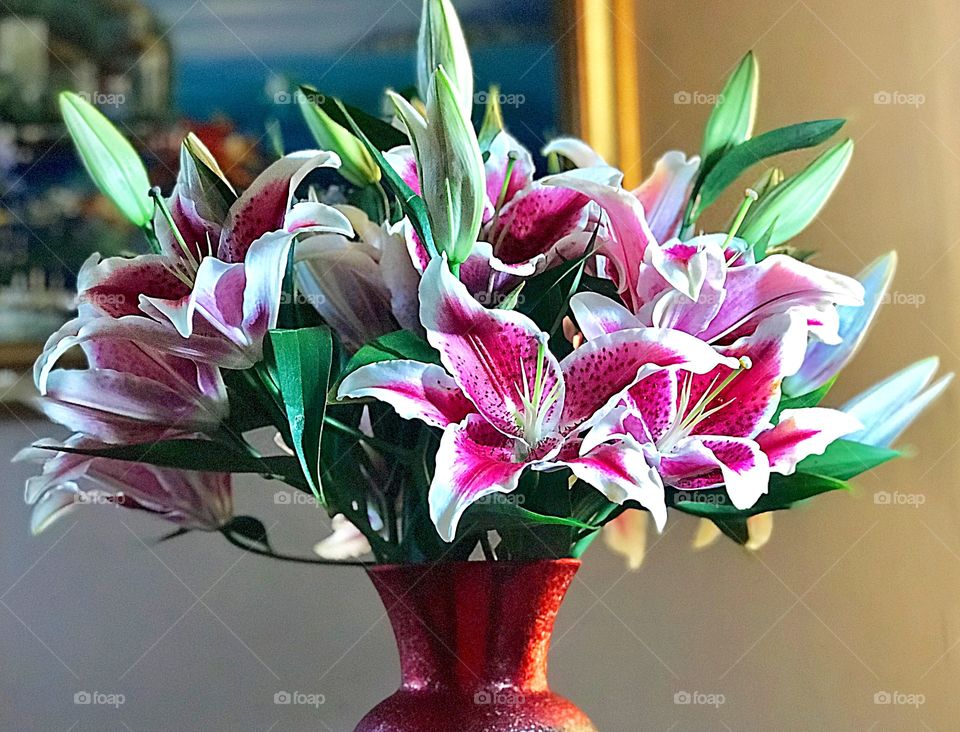 Stargazer Lilies