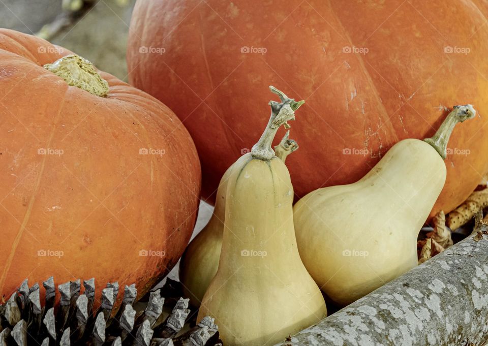 Autumnal vegetables 